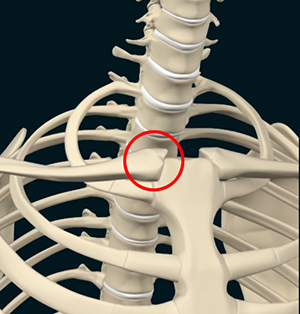 Sternoclavicular Joint