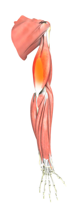 Triceps Injuries